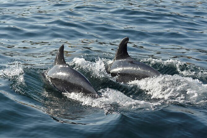 Benagil Caves and Dolphin Watching - 2.5h - Benagil caves and the Marinha coast: what you’ll see from the boat