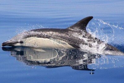 Safari & Boat Tour - Mountains & Dolphins - Natural Springs and the Algarve Tasting Moment
